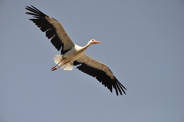 Vuelo de ave