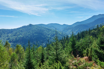 Fototapeta na wymiar Mountains with forests. Carpathian Mountains