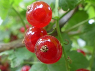 Berries of red currant.