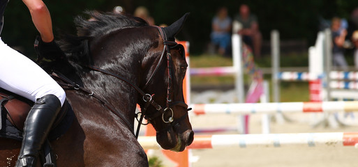 Horse in close-up galloping during the test in jumping tournament..