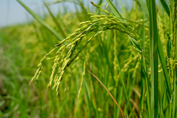closeup of green grass