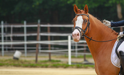 Horse at loose rein looks attentively to the side in a dressage tournament..