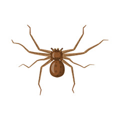 Vector illustration of insect and fly sign. Set of insect and element stock vector illustration.