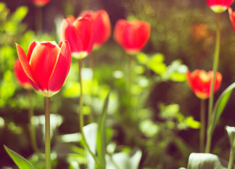 Colorful sunny background with red tulips