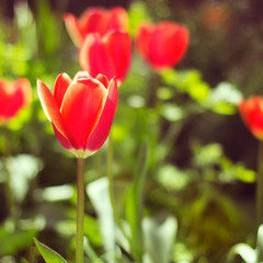 Fototapeta premium Colorful sunny background with red tulips