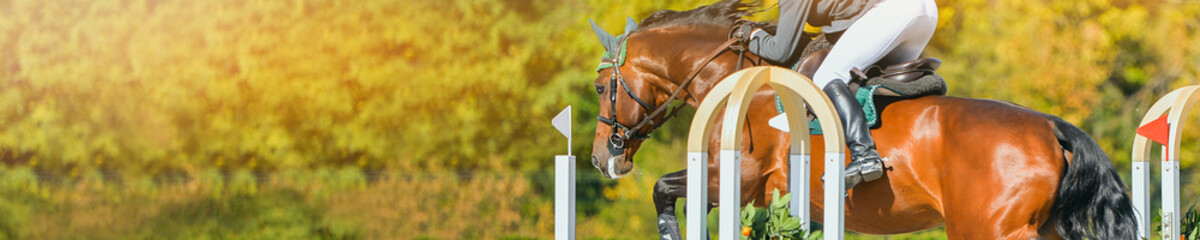 Horse horizontal banner for website header design. Rider in uniform perfoming jump at show jumping competition. Blur sunlight green trees as background.