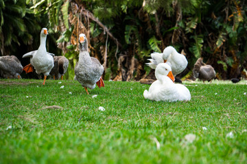 gooses on green grass