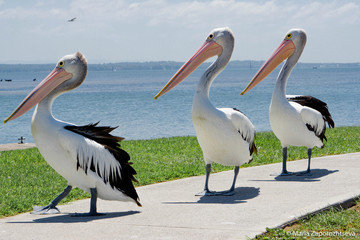 pelicans on the beach