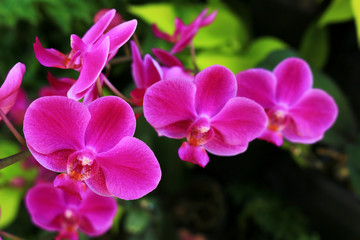 Pink color Phalaenopsis orchid