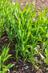 Obraz premium Green grass on nature in spring