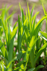 Green grass on nature in spring