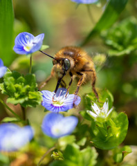 Bee on small blue flowers on the grass