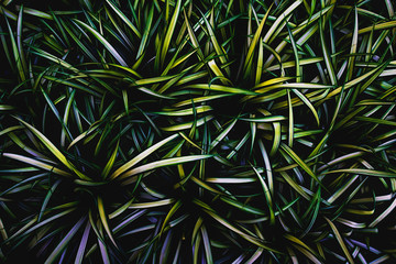 Fototapeta premium Green leaves background. Green leaves color tone dark in the morning. Tropical Plant,environment,photo concept nature and plant.