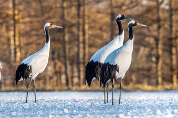 Obraz premium Dancing Cranes. The red-crowned crane (Scientific name: Grus japonensis), also called the Japanese crane or Manchurian crane, is a large East Asian crane.