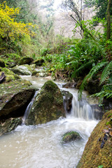 Fototapeta na wymiar mountain gorge river with fern and winter plants