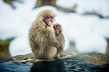 Japanese macaque with a cub  in cold winter weather.  Jigokudani Park. Nagano Japan. The Japanese macaque ( Scientific name: Macaca fuscata), Snow monkey.
