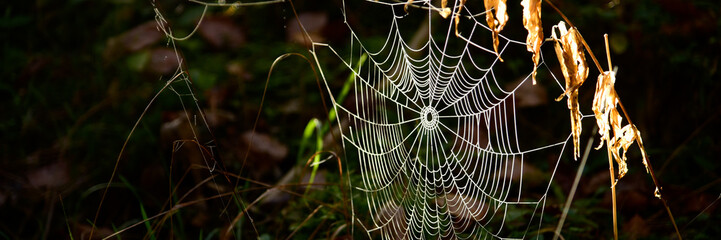 Frost cobweb in a cold solar morning