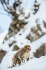 Japanese macaque on the snow.  Winter season.  The Japanese macaque ( Scientific name: Macaca fuscata), also known as the snow monkey.