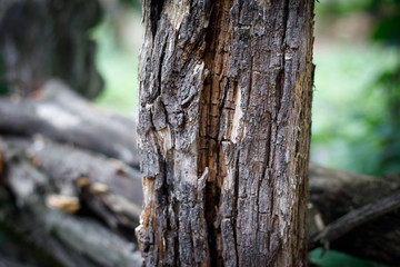 Cracked bark of the old tree overgrown with green moss in autumn forest. Selective focus. Azerbaijan