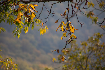 Forest trees in Autumn. Scenery with rays of warm light . Azerbaijan