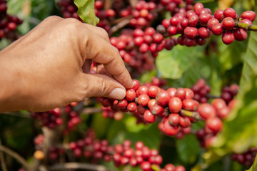 Hand picking coffee in the plant