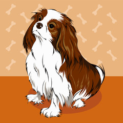 Cavalier King Charles Spaniel 3. Vector isolate element. Dog breeds.