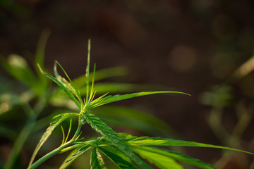 Marijuana in the plant