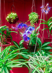 Orchid flowers and decorative plants 