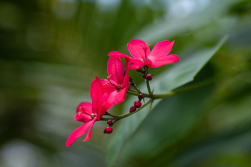 three beautiful blossoms with tiny red buds