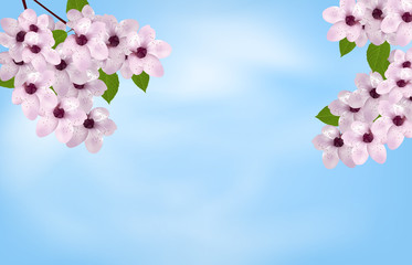 Sky background with blossom cherry or sakura. Spring flowers. Vector