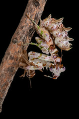 Mantis frisst Insekt, Gottesanbeterin mit Beute, Fangschrecke frisst Insekt, Pseudocreobotra wahlbergi frisst gefangenes Insekt, Afrikanische Blütenmantis fressend, Lauerjäger frisst Insekt	