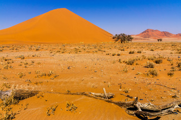 Fototapeta na wymiar Sand and Bushes in the Death Valley desert namibia