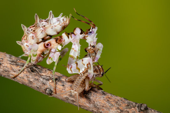 Bl&uuml;tenmantis frisst Insekt, Gottesanbeterin frisst Heimchen, Larve einer Pseudocreobotra wahlbergi frisst Insekt, Fangschrecke mit Beute, afrrikanische Mantis frisst erbeutetes Insekt