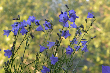Beautiful bellflowers on blurred background of sunlit trees.