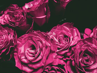 flowers wall background with amazing roses in purple color