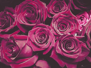 flowers wall background with amazing roses in purple color