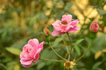 Fototapeta premium beautiful rose flower