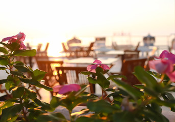 Blurred photo of pink flowers and summer outdoor cafe at dawn on sea beach.