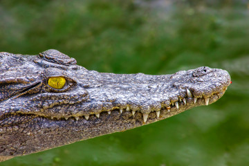 Ein Porträt von einem Krokodil in freier Wildbahn