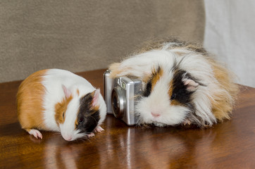 Two Guinea pigs are on the table near the camera.