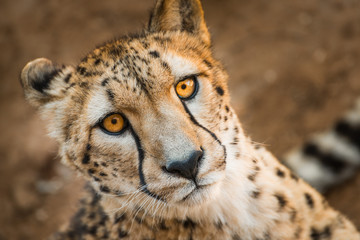 Close up animal portrait of Cheetah, African big cat, relaxing after having meal
