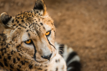 Close up animal portrait of Cheetah, African big cat, relaxing after having meal