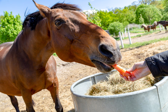 ein braunes Pferd (Trakehner) wird gef&uuml;ttert
