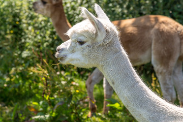 Obraz premium weiße und braune Alpakas (Vicugna pacos) auf der Wiese