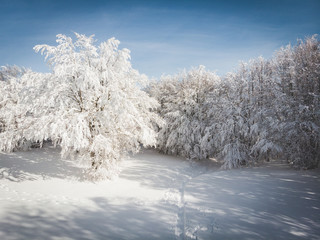 alberi innevati ripresi da drone