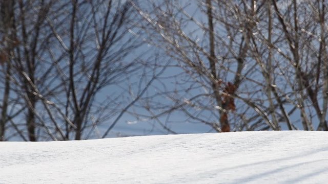 冬の森に降る雪 / 冬の北海道 リゾートのイメージ