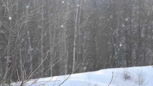 冬の森に降る雪 / 冬の北海道 リゾートのイメージ