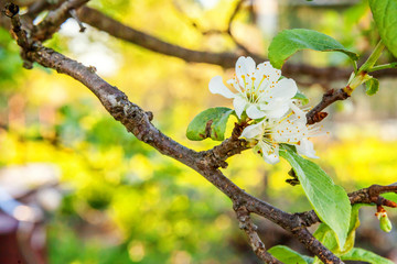 Beautiful white cherry blossom sakura flowers in spring time. Background with flowering cherry tree. Inspirational natural floral spring blooming garden or park. Colorful ecology nature landscape