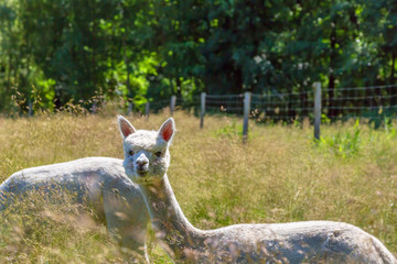 ein wei&szlig;es Alpaka (Vicugna pacos) auf der Wiese