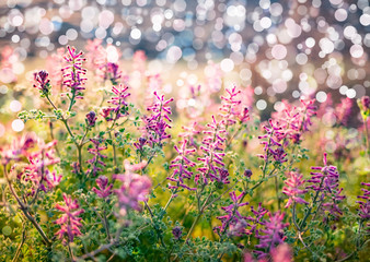 Obraz premium Sring nature background with green grass, flowers and bokeh